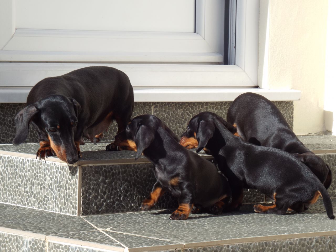 Adorable Miniature Dachshund Puppies