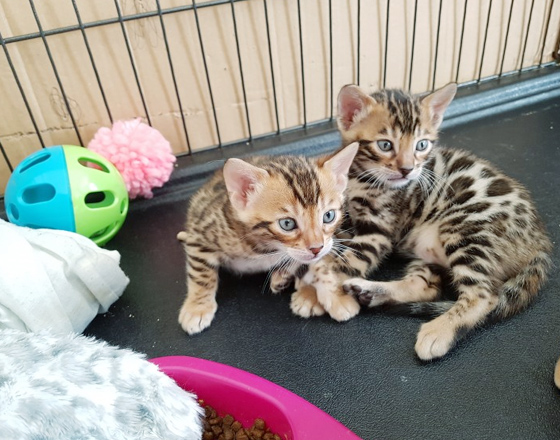 Bengal kittens for...