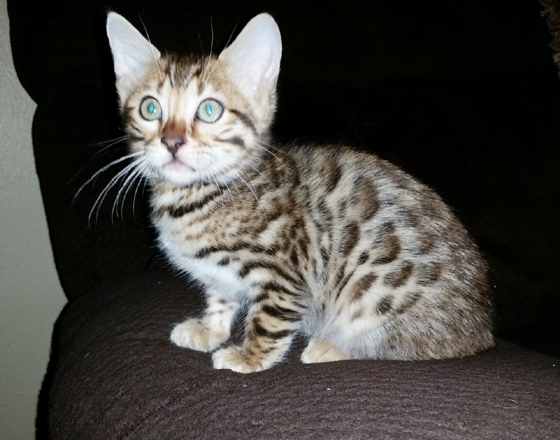 Bengal kittens for sale