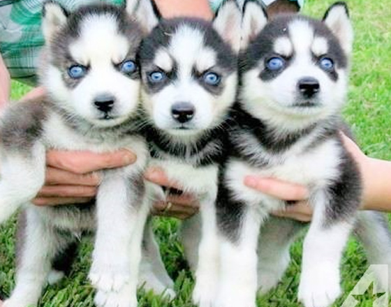 Siberian husky puppies for adoption