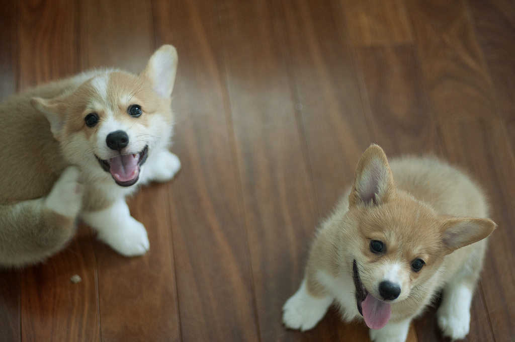 Well Socialized Male and Female Welsh Corgi Pups 