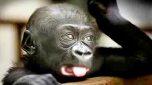 monkey funny video singe drole compilation funniest pet debiloguys viral