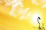 NCMS, Dubai news headline, friday is the longest day of the year, Get rough