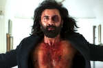Animal film, Animal Ranbir Kapoor, animal first week worldwide collections, Animal movie