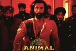 Animal latest breaking, Animal movie updates, record breaking nominations for animal, Filmfare awards
