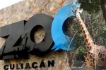 Coronavirus lockdown, Coronavirus lockdown, animals abandoned during coronavirus lockdown are rescued by a zoo in mexico, Mamma