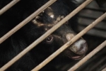 bear bile, Tan Re Qing, bear bile touted as a potent coronavirus treatment by china, South east asia