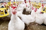 Bird flu new outbreak, Bird flu breaking, bird flu outbreak in the usa triggers doubts, New mexico
