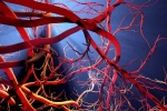 Blood Vessels Stretch research, Blood Vessels Stretch breaking, how far can blood vessels stretch if laid out end to end, Sachin
