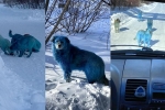 dogs, dogs, bright blue stray dogs found in russia, Prank