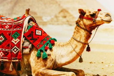 Benefits and Side Effects of Camel Milk