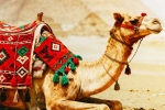 Camel Milk health benefits, Camel Milk, benefits and side effects of camel milk, Part