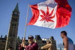 Recreational, Canada Senate, canada senate legalizes recreational marijuana, Senate vote