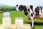 Cow Milk Protein good for health, Cow Milk Protein good for health, can cow milk protein lead to type 1 diabetes, Parents Cow Milk Protein good for health, Cow Milk Protein good for health, can cow milk protein lead to type 1 diabetes, Parents
