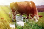 Cow Milk breaking, Cow Milk India, ten health benefits of consuming cow milk, Osteoporosis