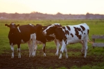 cancer, cancer, cow urine can cure cancer says nagpur institute, Bhopal