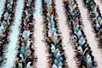 dubai, iftar, dubai based charity pct humanity run by indian expat enters guinness world records for holding longest iftar, Ramzan