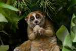 Animal, Slow lorises, cute but deadly the critically endangered slow lorises, Cyber crime