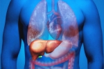 Fatty Liver, Fatty Liver in Youngsters reasons, why is fatty liver affecting youngsters, Liver health