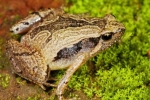 Frog Mucus Kills Flu Virus, Frog Mucus Kills H1 Flu Virus, south indian frog mucus kills flu virus, Frog