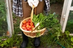 Fruits, Fruits and Veggies breaking, fruits and veggies that are easy to grow at home, Mangoes