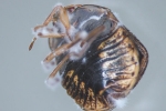 Fungal Pesticides Alternative To Traditional Chemicals, Fungal Pesticides, fungal pesticides offer alternative to traditional chemicals, Arsenic