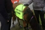 UK, United Kingdom, indian origin man with eye condition to get guide horse in uk, Briton