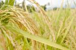 IPAB, GI Tag, ipab to allot gi tag to indian basmati rice, Apeda