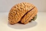 Indian Brain Atlast, Aging, indians have smaller brains a study revealed, Brain diseases