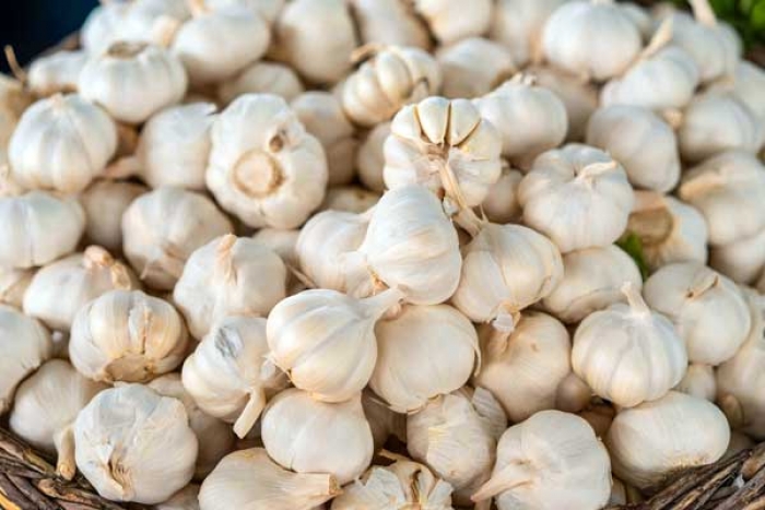 Is Garlic a Mosquito Repellent?