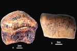 Hybodont Sharks news, Hybodont Sharks teeth, new species of jurassic age hybodont shark discovered in rajasthan, Bajpai