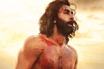 Karan Johar, Ranbir Kapoor, karan johar heaps praise on animal, Kabir singh
