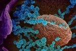 WHO, WHO, all about the new lambda variant of coronavirus and its symptoms, Chile