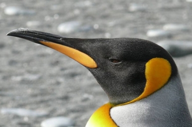 Laughing Gas Released From Penguins Poop Causes A RuckusTo The Environment
