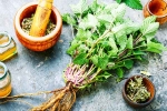 Lemon Balm research, Lemon Balm tea, all about lemon balm and its health benefits, Natural remedies