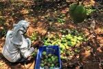 Nipah Effect, Mango Growers, nipah effect mango growers in karnataka faces tough time in export, Nipah virus