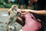 Monkey Bite doctors, Monkey Bite experts, what to do after a monkey bite, Hospital Monkey Bite doctors, Monkey Bite experts, what to do after a monkey bite, Hospital