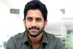 Naga Chaitanya new flms, Naga Chaitanya new flms, naga chaitanya coming up with a strong lineup of films, Chinni