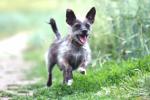 pets, pet insurance, pet insurance for compassionate buddies, Expert advice