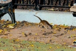 New York attractions, Rat Tourism in New York, must experience trend in new york city, Running