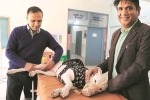 NRI comes India for surgery of his pet, NRI visits India for surgery of his pet dog, nri visits india for pet surgery, Ludhiana