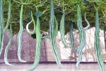 Snake Gourd rich in, Snake Gourd disadvantages, advantages of eating snake gourd, Water