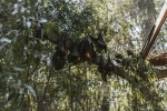 nipah virus, coronavirus, study shows coronavirus presence in two indian bats icmr study, Nipah virus
