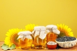 Sunflower Oil latest, Sunflower Oil benefits, long term effects of consuming sunflower oil on heart health, Toxic