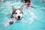 Dog Fitness tips, Dog Fitness doctor, how can swimming boost your dog s fitness, Swimming