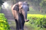 corridor, elephants, tamed elephants in india to get unique identification numbers like aadhar, Unique identification