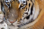 nadia, covid-19, bronx zoo tiger nadia the first animal tested positive for covid 19, Cats