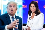 trump slams tulsi gabbard, tulsi gabbard, trump slams tulsi gabbard for alleging that he supports al qaeda, Tulsi gabbard