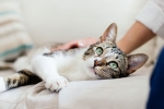 pet cats, new york, two pet cats in new york test positive for covid 19, Cats
