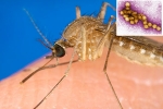 West Nile Virus 2021, West Nile Virus latest, russia warns of west nile virus, Autumn